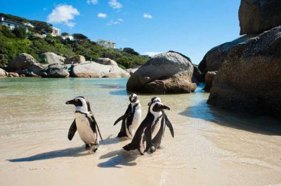 Cape Peninsula